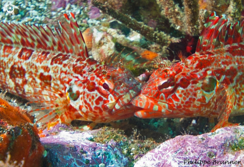 A Blenny