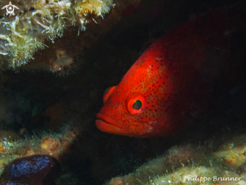 A Grouper