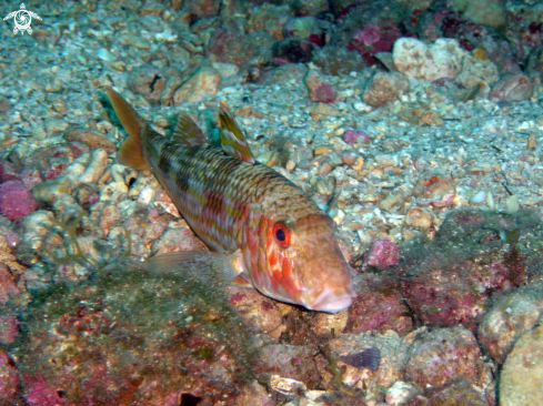 A triglia di scoglio