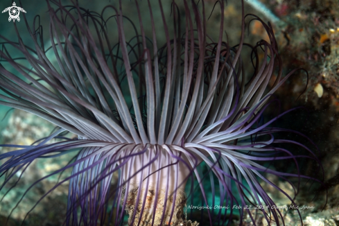 A Tube-dwelling anemones