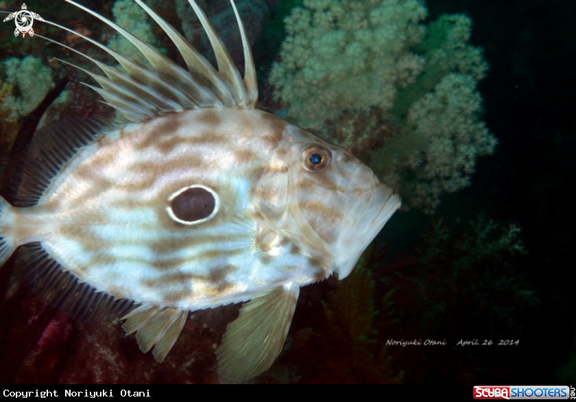 A John dory or St. Peter