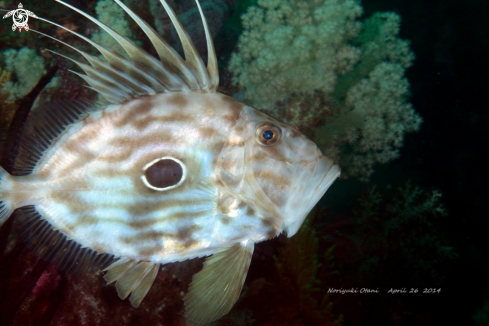 A Zeus faber | John dory or St. Peter