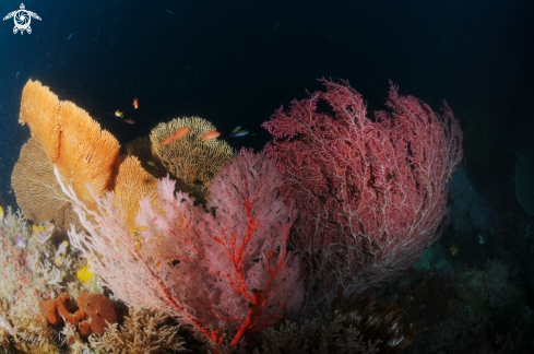 A Sea fans