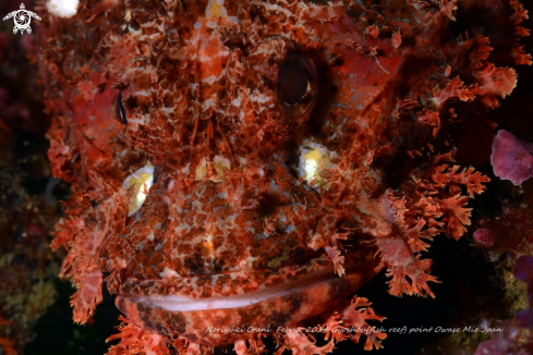 A Scorpaenopsis cirrhosa (Thunberg, 1793) | Hairy stingfish