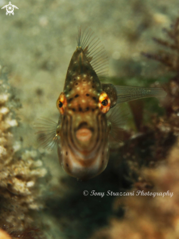 A Brachaluteres jacksonianus | Pygmy leatherjacket