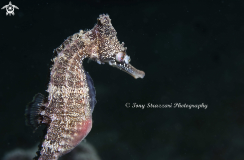 A Hippocampus whitei | White's seahorse