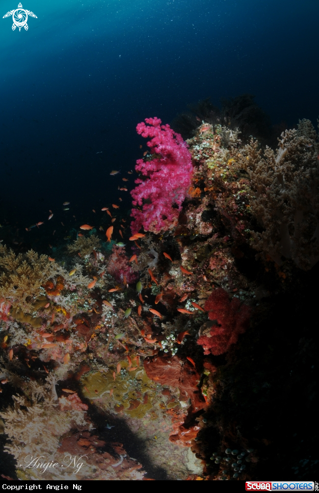 A Soft Coral