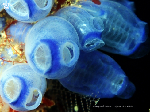 A tunicate