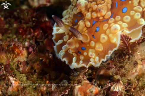 A Dendrodoris denisoni  | Nudi