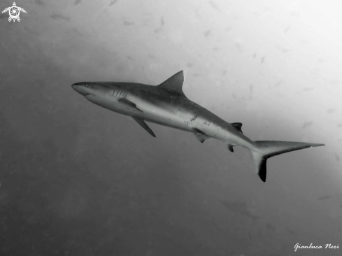 A Carcharhinus amblyrhynchos | Grey reef shark