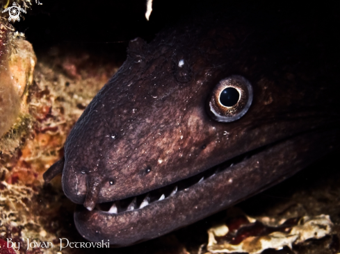 A Murena helaena | Murina / Moray_eel.