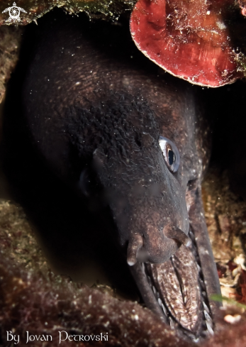 A Murina / Moray_eel.