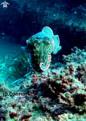 A Cuttlefish