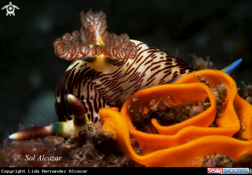 A nembrotha lineolata nudibranch