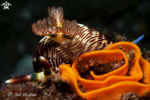 A nembrotha lineolata nudibranch