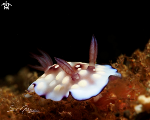 A nudibranch