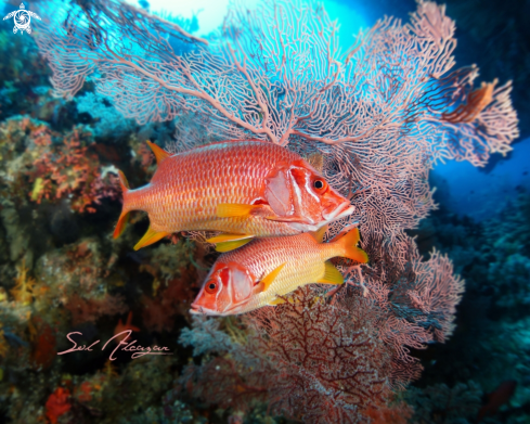 A Sabre Squirrelfish