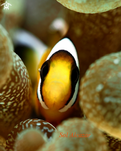 A anemone fish