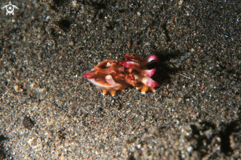 A Metasepia Pfefferi | Flamboyant Cuttlefish