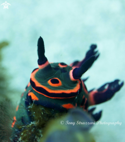 A Nembrotha rosannulata | Donut Nembrotha