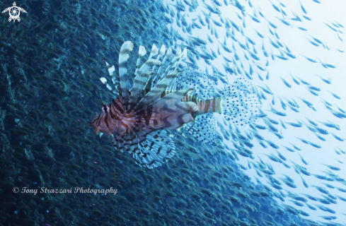 A Pterois volitans | Lionfish