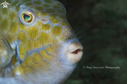 A Eastern smooth boxfish
