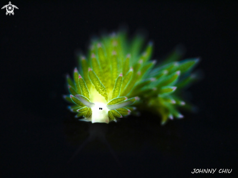 A Costasiella Kuroshimae  | Nudibranch 