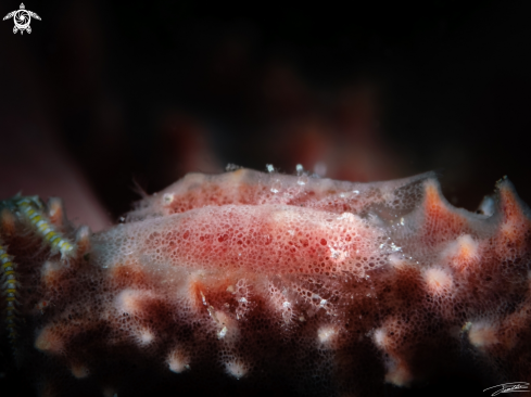 A Gelastocaris paronae | Cryptic Sponge Shrimp