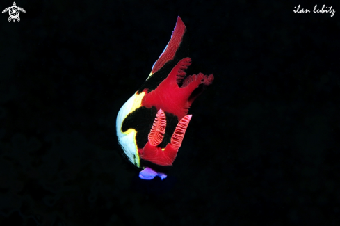 A Nembrotha purpureolineata | Nudibranch