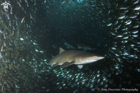 A Grey Nurse Shark (Sand Tiger, Ragged Tooth)