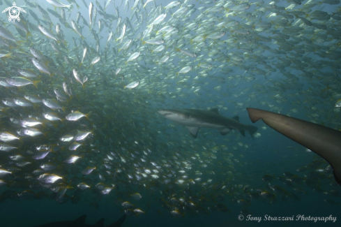 A Carcharias taurus + Schuettea scalaripinnis | Grey Nurse Shark & Pomfreds