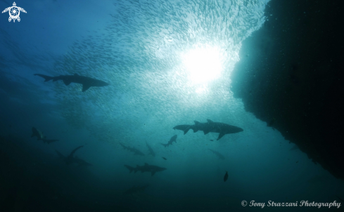 A Carcharias taurus | Grey Nurse Shark (Sand Tiger, Ragged Tooth)