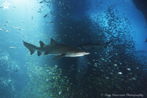 A Carcharias taurus | Grey Nurse Shark (Sand Tiger, Ragged Tooth)