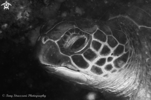 A Green sea turtle