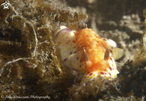 A Chromodoris collingwoodi (or Goniobranchus?) | Collingwood's chromodoris