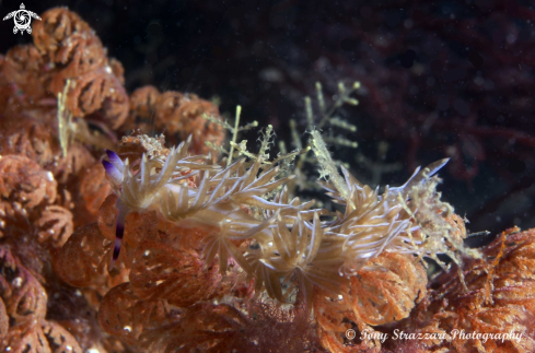 A Pteraeolidia ianthina | Blue dragon (white form)