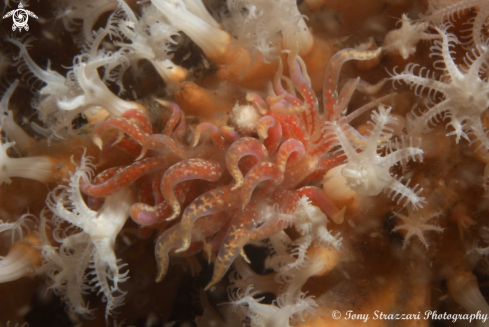 A Phyllodesmium poindiniei | Pink Fluffy Phyllodesmium