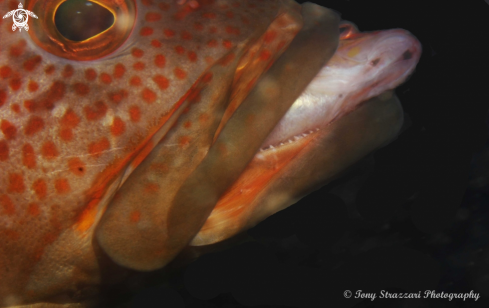 A Epinephelus undulatostriatus | Maori cod