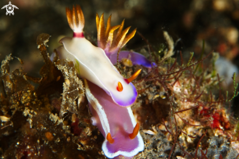 A Hypselodoris bullockii | Nudibranch