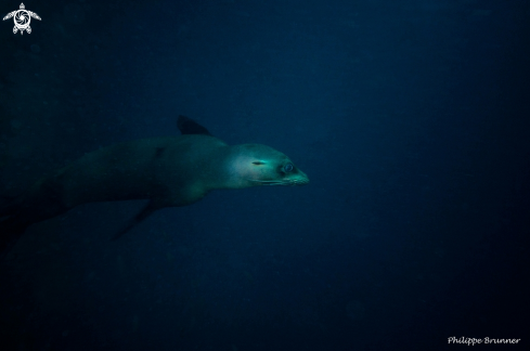 A Sea lion