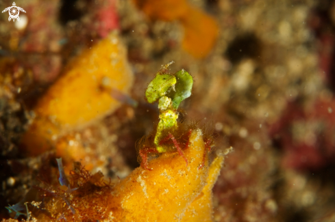 A Huenia heraldica | Halimea Crab