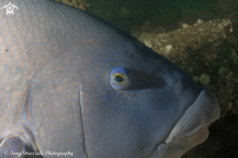 A Eastern blue groper (wrasse)