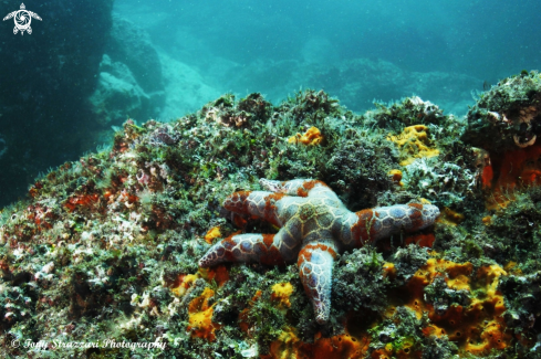 A Plectaster decanus | Patterned seastar