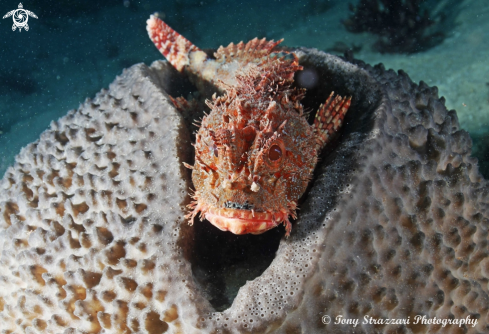 A Scorpaena jacksoniensis | Red rock cod