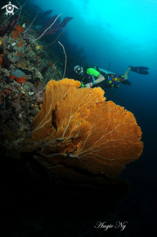 A Sea fans