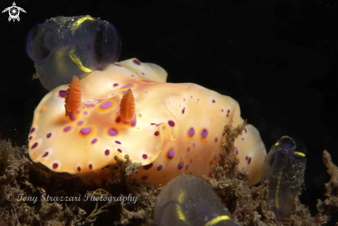 A Ceratosoma brevicaudatum | Short-tailed ceratsoma