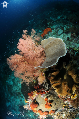 A Sea fans