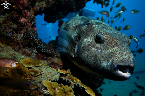 A Pufferfish