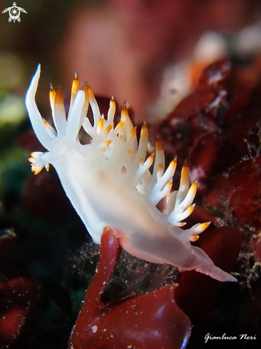 A Flabellina babai | Flabellina