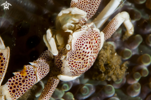 A Neopetrolisthes maculatus | Porcelain Crab